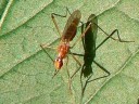 Stilt-legged Flies