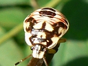 Podisus placidus nymph