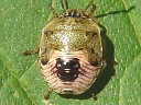 Thyanta species nymph