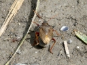 More Picromerus bidens Stinkbugs