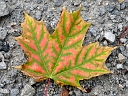 More Sugar Maple