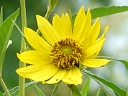 More Tall Sunflower