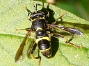 Spilomyia Hover Fly
