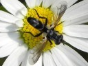 Tachinid Flies