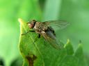 More Tachinid Flies