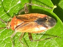 Taedia species