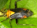 Taedia species