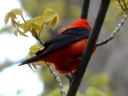 Tanagers