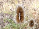Wild Teasel