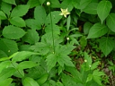 Thimbleweed