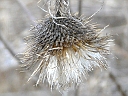 Bull Thistle