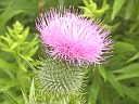 More Bull Thistle