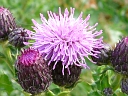 More Canada Thistle