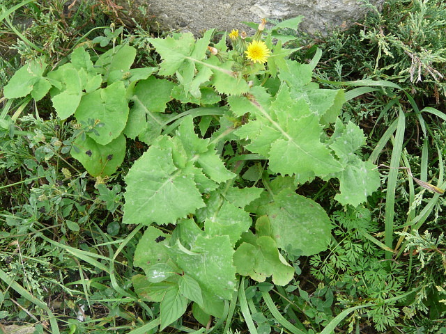 Image result for common sow thistle