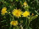 More Field Sow Thistle