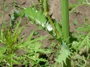 More Spiny-leaved Sow Thistle