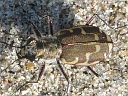 More Common Shore Tiger Beetles