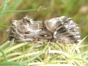 Toadflax Brocade Moth