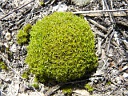 Tortula Moss