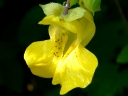 Jewelweed or Touch-me-not  Family