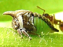 Enchenopa latipes nymph