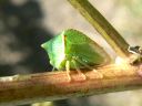 More Buffalo Treehoppers
