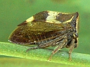 Stictocephala diceros