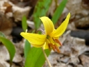More Trout Lily