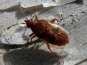 Unidentified True Bugs