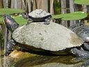 Turtles