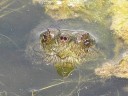 More Snapping Turtles