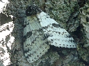 White Underwing Moth