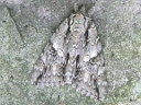 Catocala parta