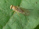 Unidentified Flies