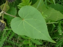 Velvet-leaf