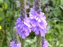More Hoary Vervain