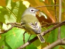 Vireos
