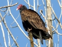 Vultures