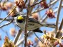 More Yellow-rumped Warblers