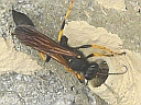More Black-and-Yellow Mud Dauber Wasps