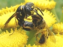 More Beewolf Wasps