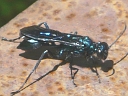 More Blue Mud Wasps