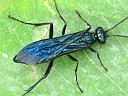 Blue Mud
