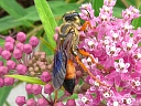 More Golden Digger Wasps