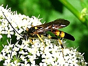 Ichneumon Wasp