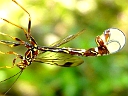 Ichneumonid Wasps