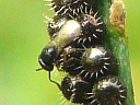More Platygastridae Wasps