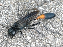 More Podalonia Wasps