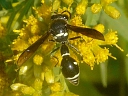 Potter Wasp