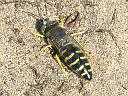 More Bembix Sand Wasps